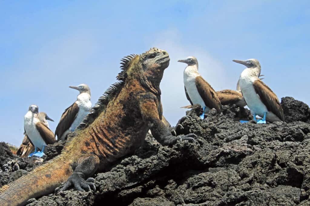 Galapagos islands