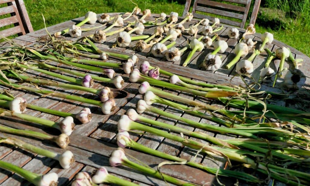 harvested hardneck and softneck garlic