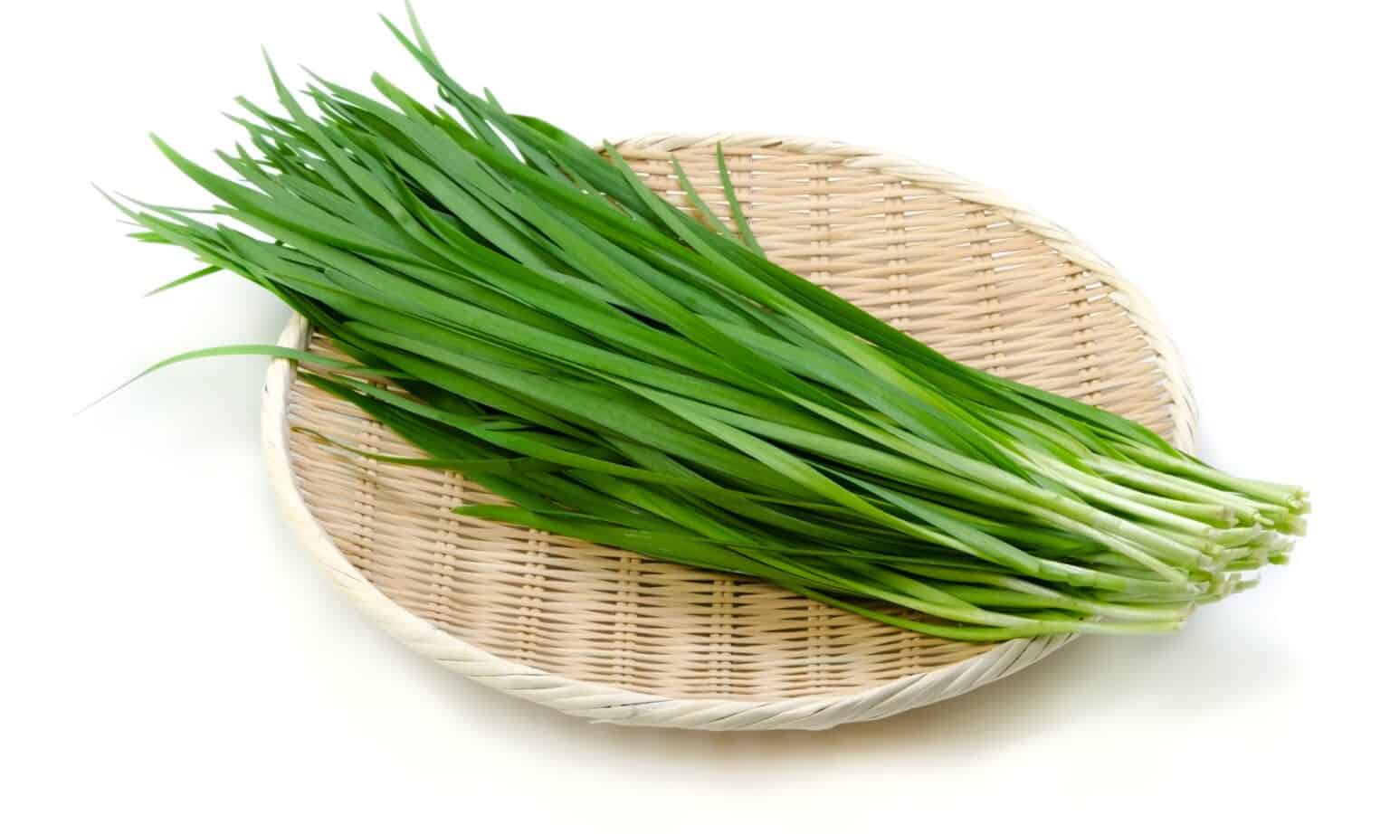 Garlic Chives vs Chives What’s the Difference? AZ Animals