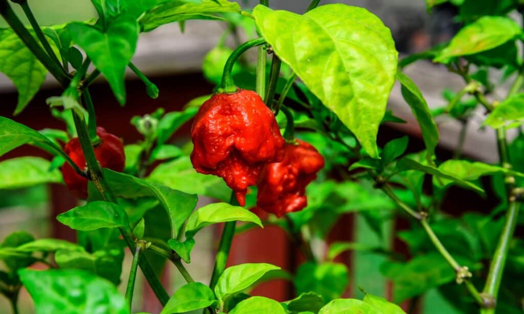 ghost pepper plant in garden