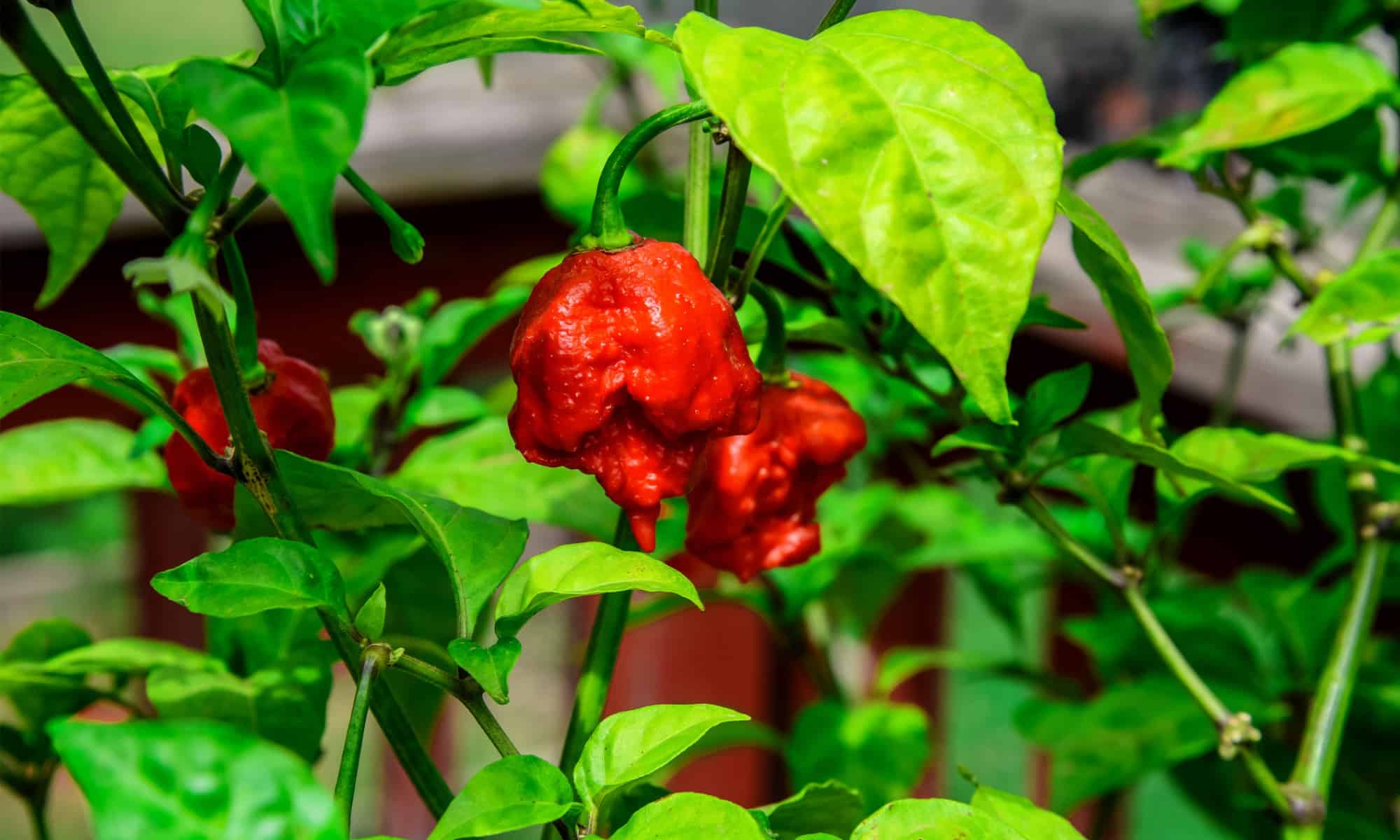 Ghost Pepper Vs Carolina Reaper What s The Difference A Z Animals