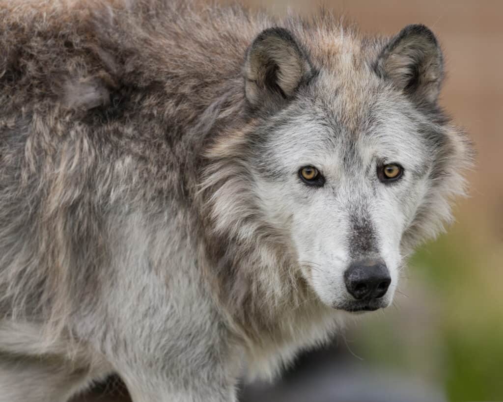 An image of  a powerful gray wolf.  