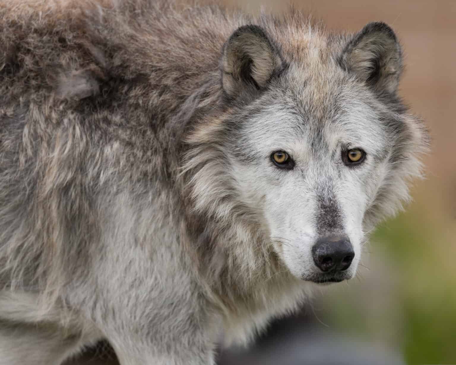 What Do Gray Wolves Eat? - A-Z Animals