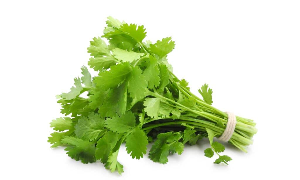 Parsley vs Cilantro