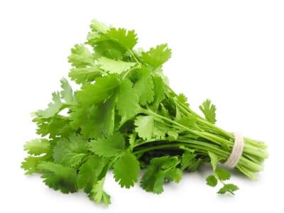 A How To Grow Cilantro Indoors: Easy to Follow Steps for a Thriving Plant
