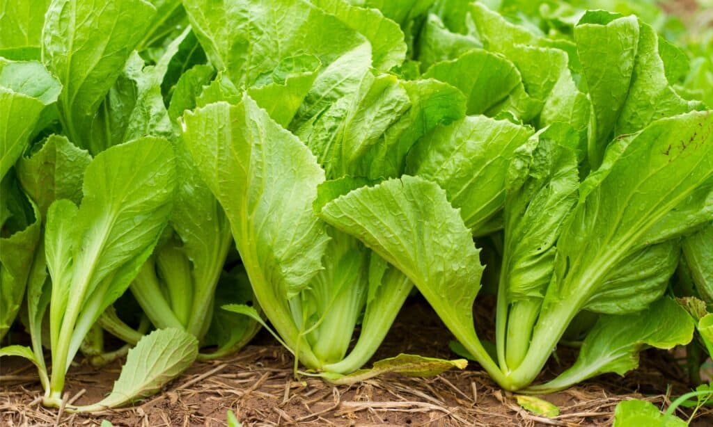Mustard Greens vs Collard Greens: What's the Difference? - A-Z Animals