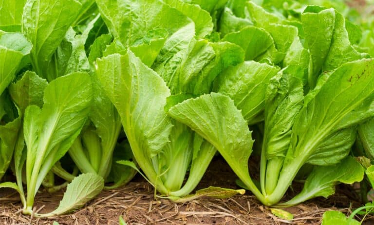 mustard greens in field
