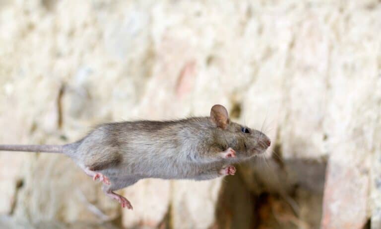 mouse jumping
