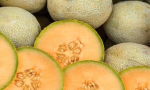 Hami Melon vs. Cantaloupe Picture