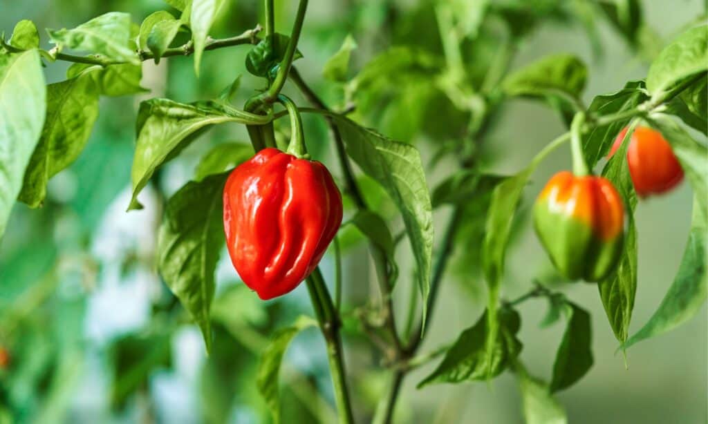 habanero pepper growing in garden