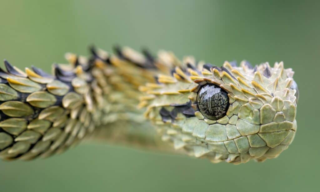 Spiny bush viper Animal Facts  Atheris hispida - A-Z Animals