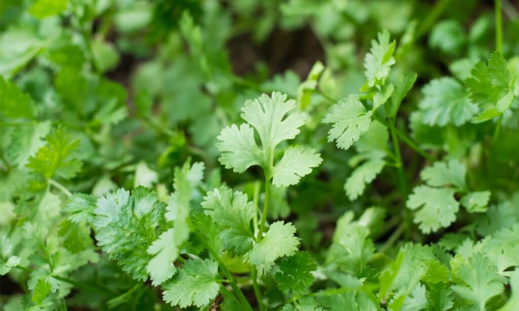 cilantro in garden