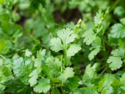 A How to Grow Cilantro: Your Complete Guide