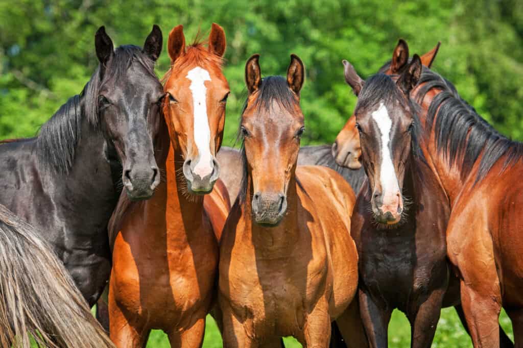 herd of horses