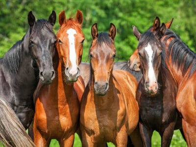 A Horse Spirit Animal Symbolism & Meaning