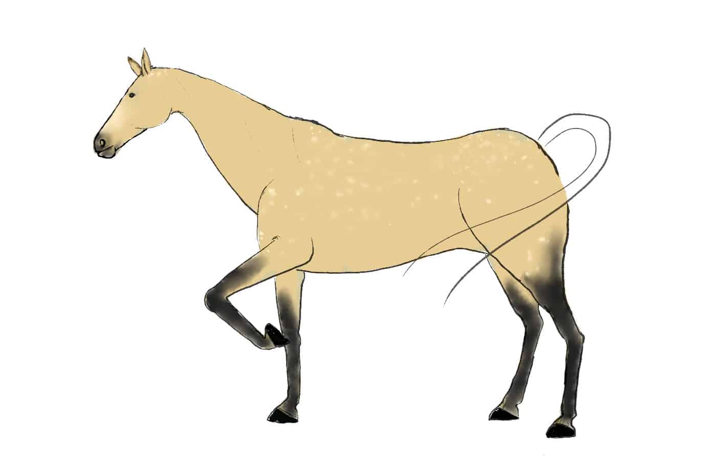 How To Draw A Horse in 6 Easy Steps AZ Animals