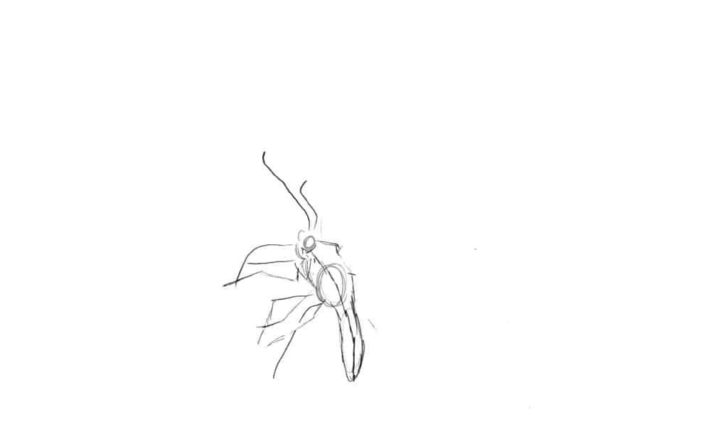 drawing a butterfly's body