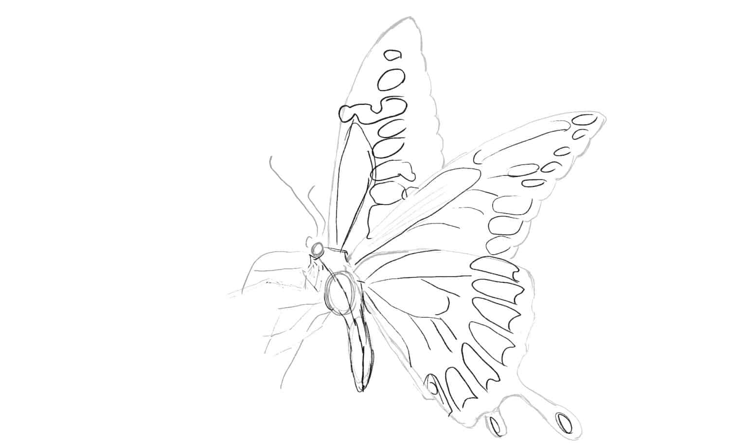 how-to-draw-a-butterfly-in-8-easy-steps-a-z-animals