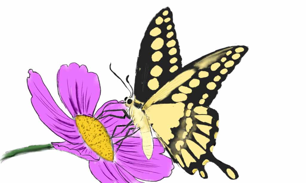 butterfly sketch color