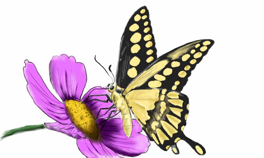 Butterfly Sketch Vector Images (over 16,000)-vinhomehanoi.com.vn