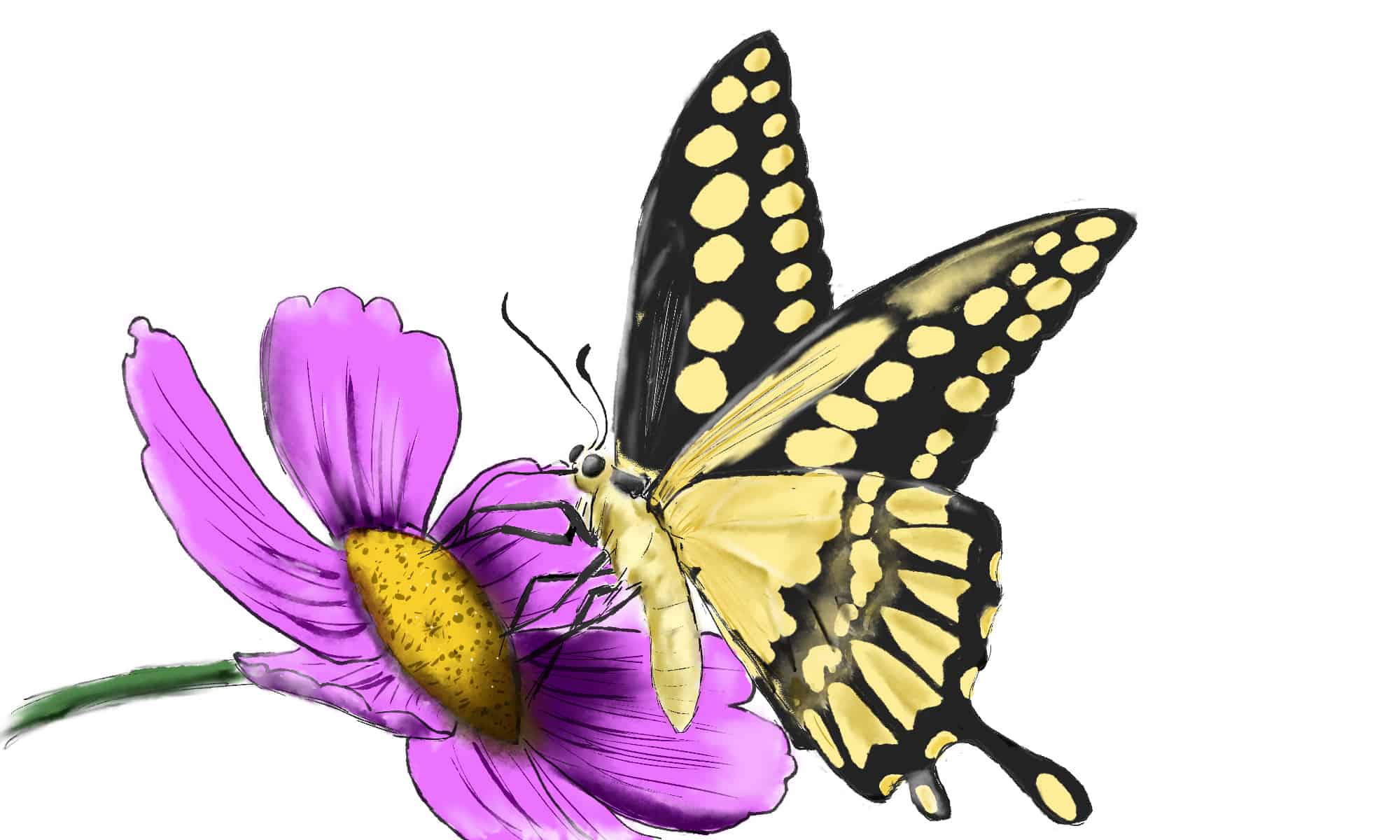 how to draw a butterfly on a flower easy