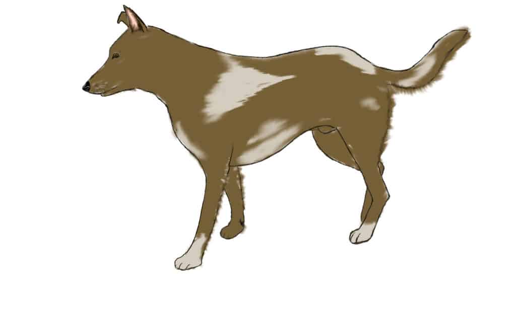 draw a dog step 5