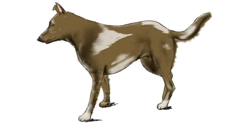 how to draw a dog step 8