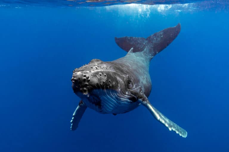 Humpback Whale Attempts To Eat Two Kayakers in California - A-Z Animals