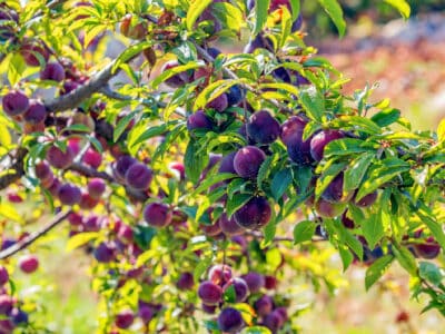 A The 12 Best Fruit Trees to Grow in Texas: Plus 3 Helpful Growing Tips