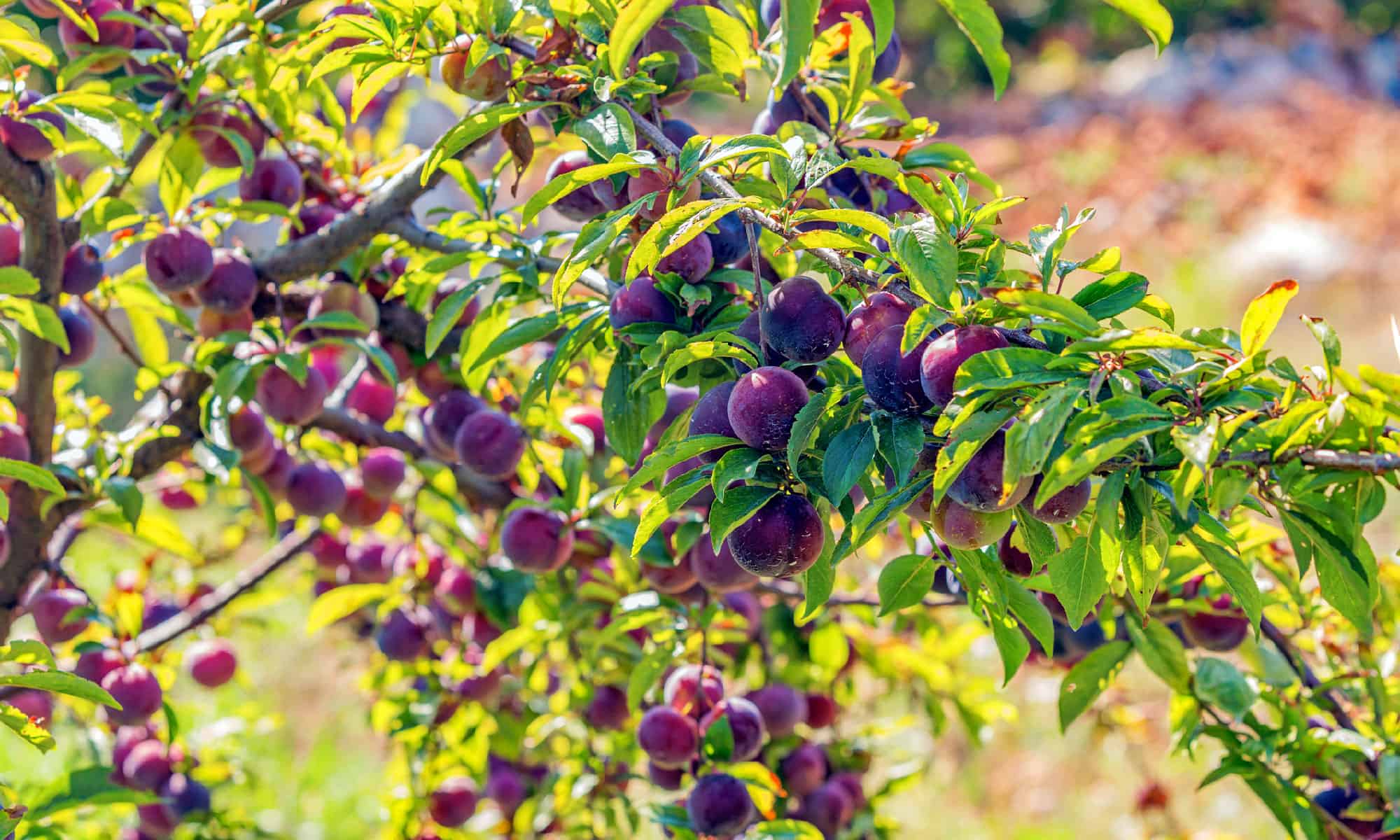 The 12 Best Fruit Trees To Grow In Texas Plus 3 Helpful Growing Tips 