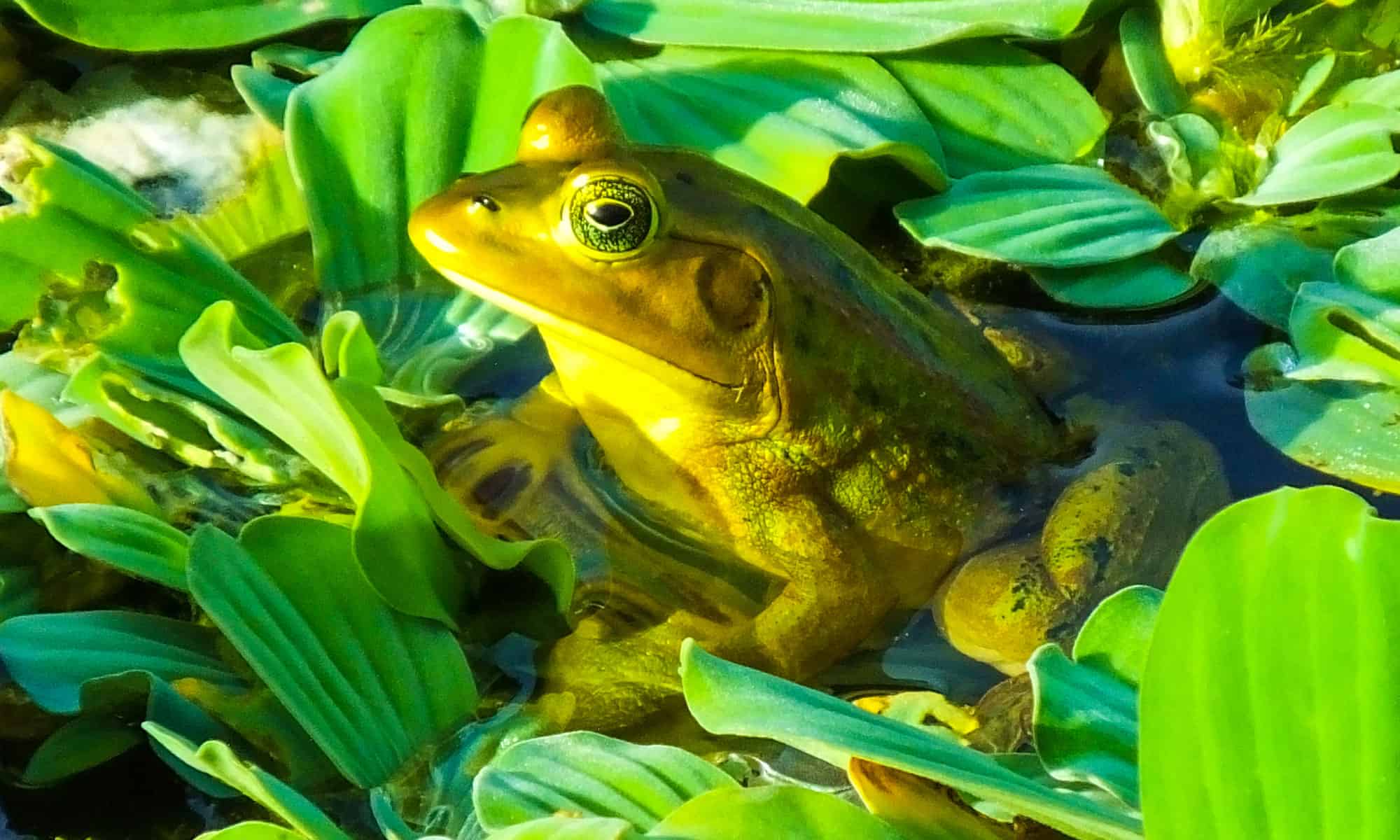 15 Frogs in Texas AZ Animals