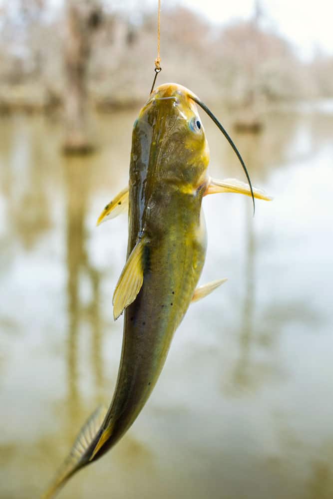 Channel Catfish