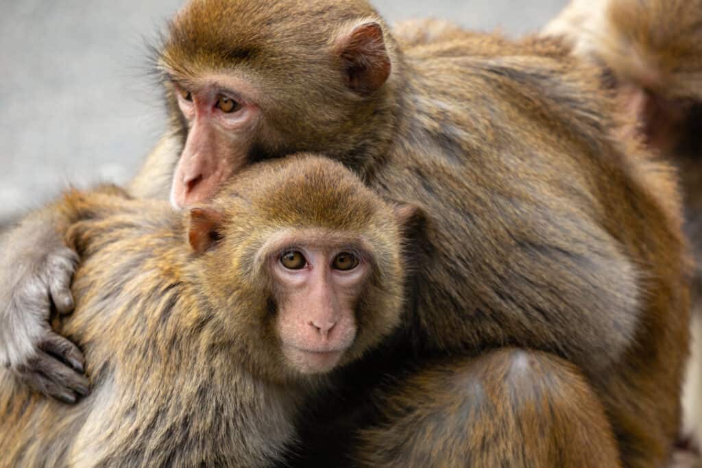Macaques rhésus s'enlaçant