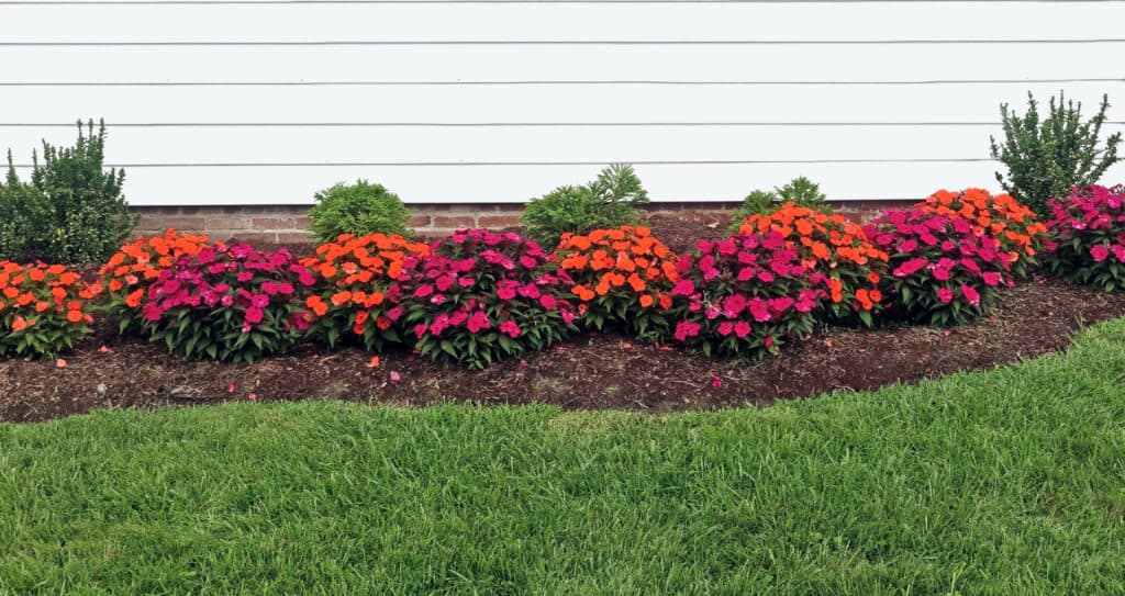 Red and orange impatiens in a flower bed.