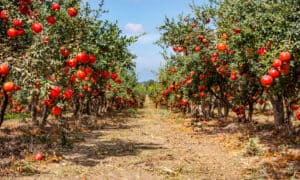 Discover When Pomegranates Are in Peak Season Across the U.S. Picture