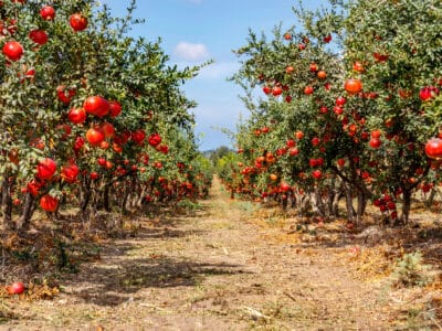 A Discover When Pomegranates Are in Peak Season Across the U.S.