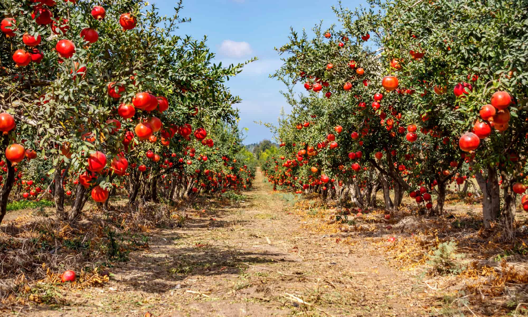 Discover When Pomegranates Are In Peak Season Across The U S A Z Animals