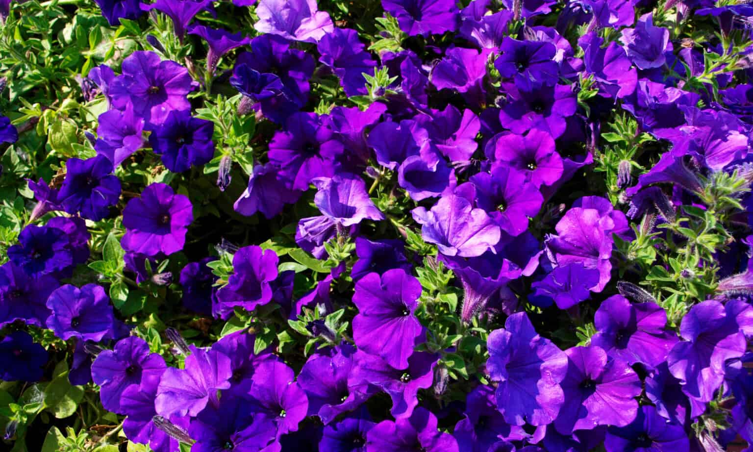 The Best Flowers To Plant In Texas 17 Flowers That Survive Heat Waves