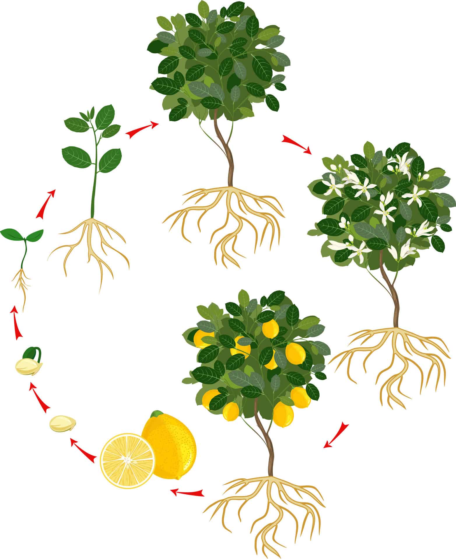 Жизненный цикл овощных растений по маркову. Лимонной дерево цикл. Жизненный цикл дерева. Этапы роста лимонного дерева. Цикл жизни растений.