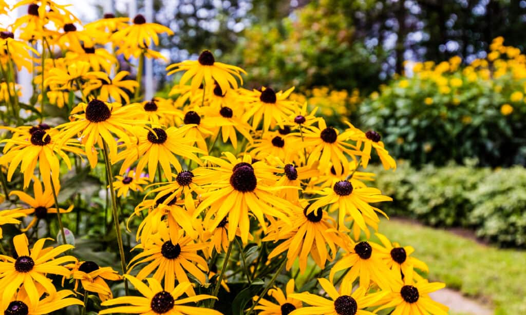 Best Perennial Flowers For Zone 8: Black-eyed Susan