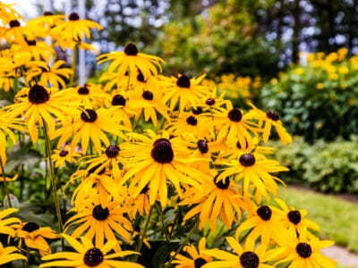 A 5 Best Perennial Flowers For Zone 7