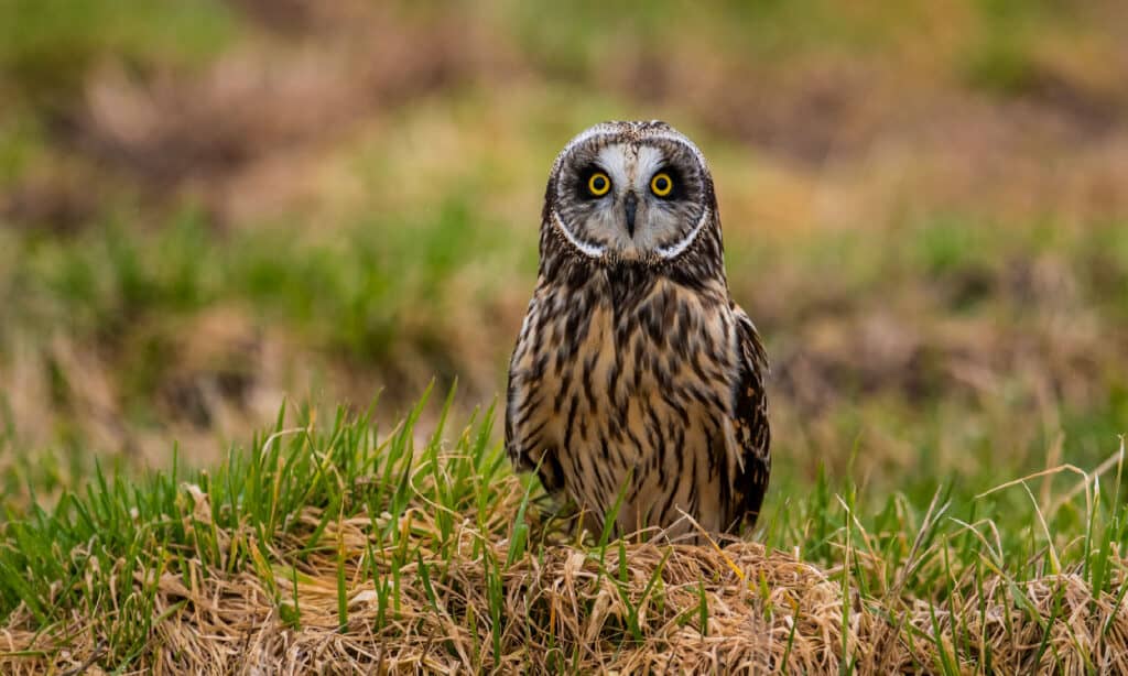 Short-eared Owl