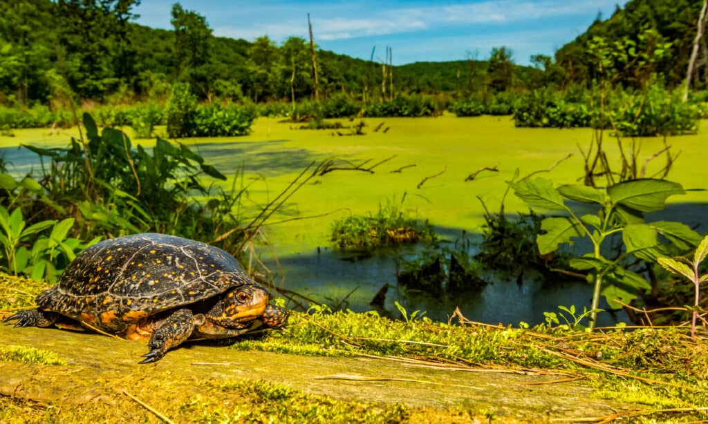 Spotted Turtle (Clemmys guttata)