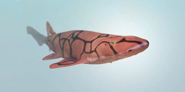 The 10 Most Unusual Looking Sharks - A-Z Animals