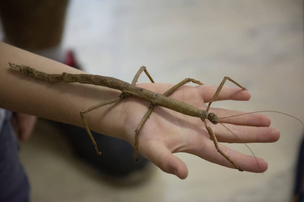 Giant Walkingstick or Woodworm