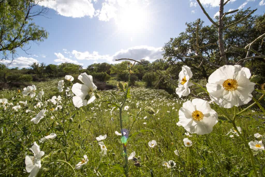 best perennial flowers