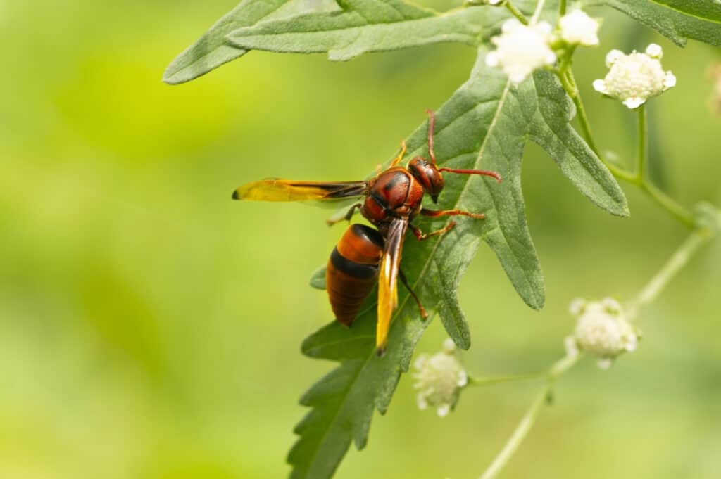 Red Wasp, Paper Wasp close up near Pune, Maharashtra, India.