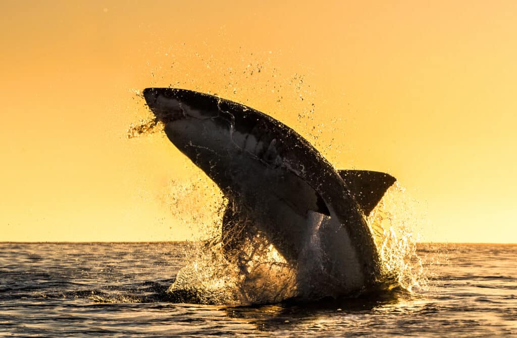 Jumping Great White Shark.