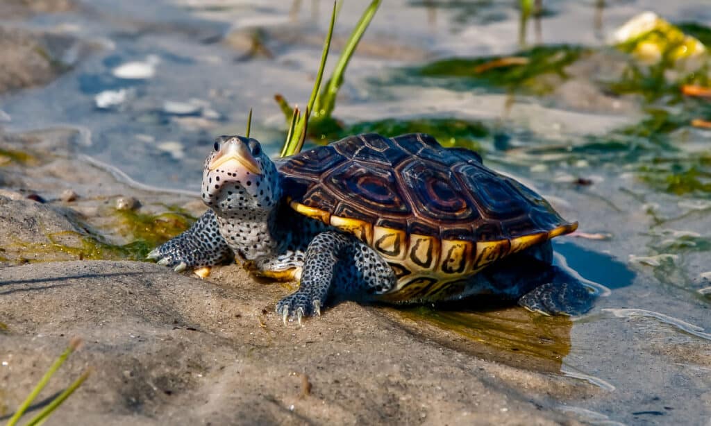 Diamondback Terrapin, wildlife in the hudson valley