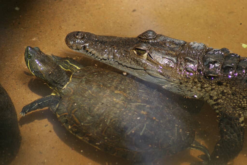 Crocodile with Turtle